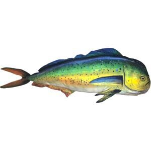 Tree House Kids Realistic Giant Mahi Mahi Stuffed Plush Pillow Fish Jumbo 50"